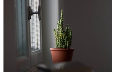 Izbové rastliny, ktoré zútulnia váš domov