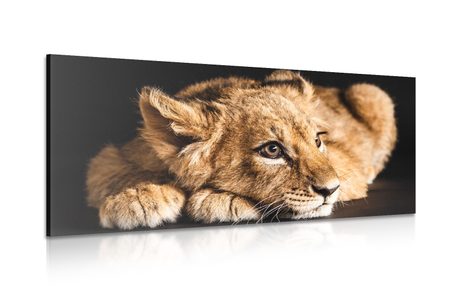 CANVAS PRINT OF A CUTE LION - PICTURES OF ANIMALS - PICTURES