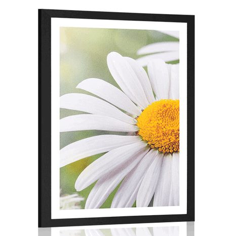 POSTER WITH MOUNT DAISY FLOWERS - FLOWERS - POSTERS