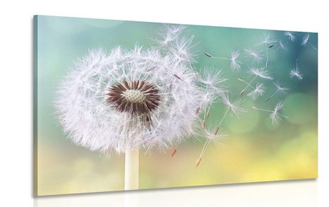 CANVAS PRINT MAGICAL DANDELION - PICTURES FLOWERS - PICTURES