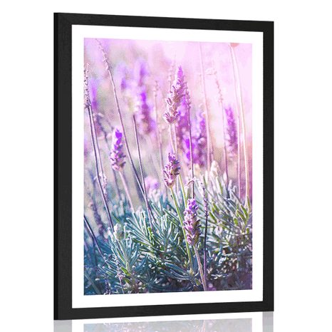 POSTER WITH MOUNT MAGICAL LAVENDER FLOWERS - FLOWERS - POSTERS