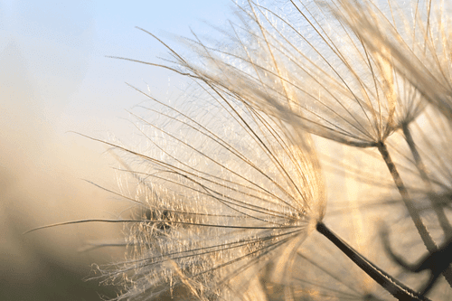 CANVAS PRINT DANDELION IN A FIELD AT SUNRISE - PICTURES FLOWERS - PICTURES