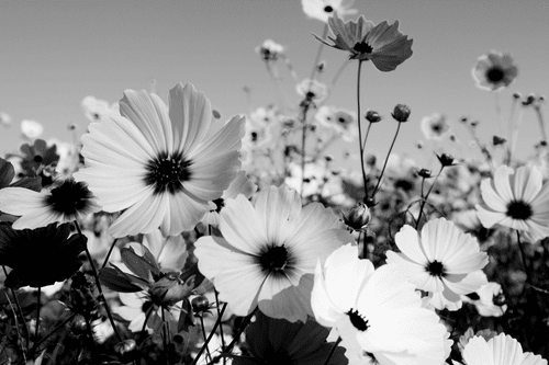 CANVAS PRINT MEADOW OF SPRING FLOWERS IN BLACK AND WHITE - BLACK AND WHITE PICTURES - PICTURES