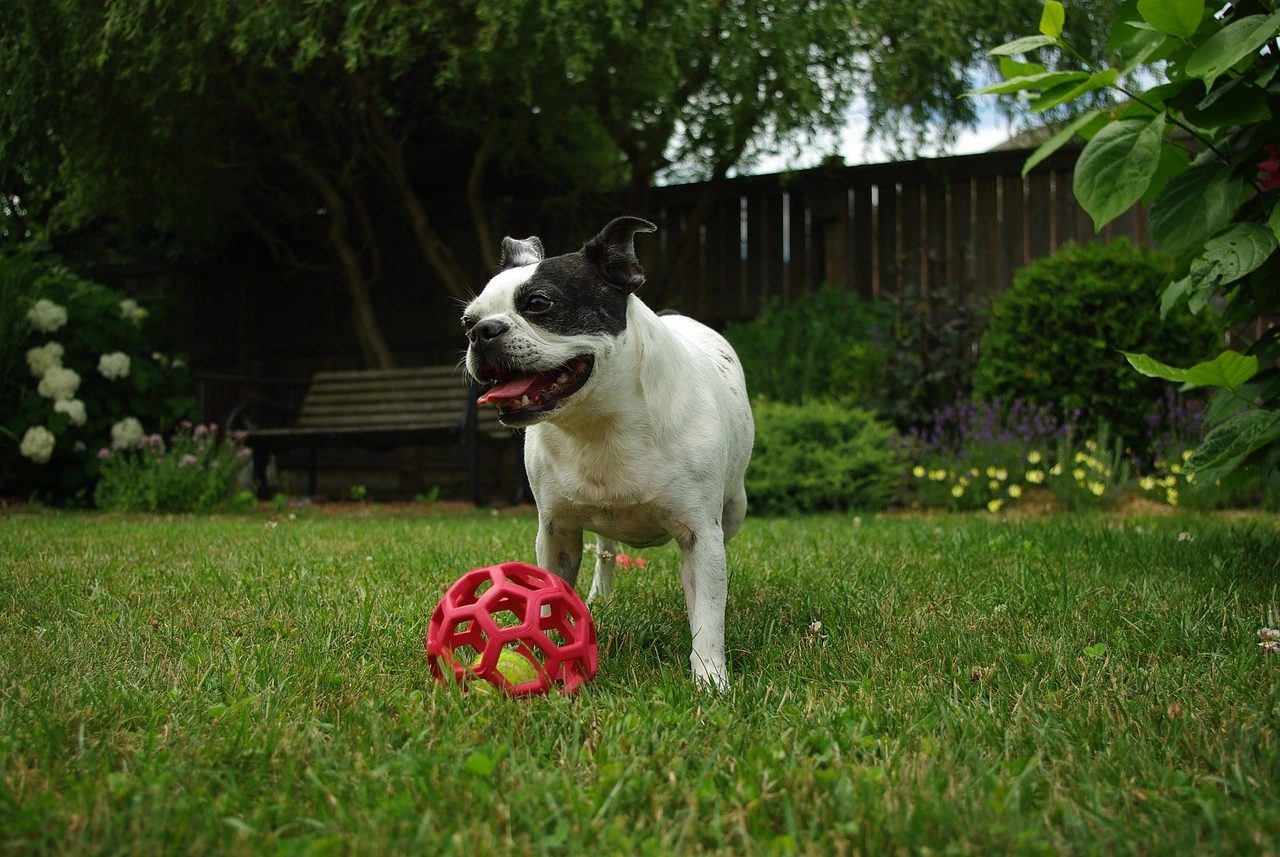 pies na trawie z zabawką
