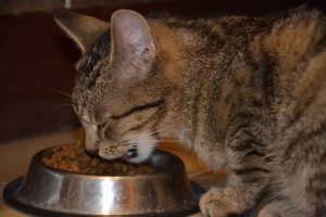 Zwiększony apetyt u kotów na jesień. Dlaczego?