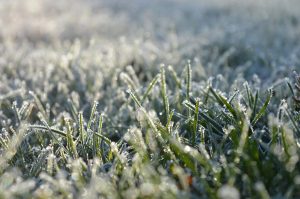 Nadchodzą mrozy - o czym nie można zapomnieć w ogrodzie?