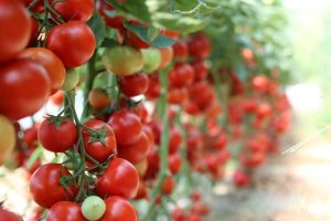 Świetna sztuczka do skutecznego podlewania pomidorów i innych warzyw