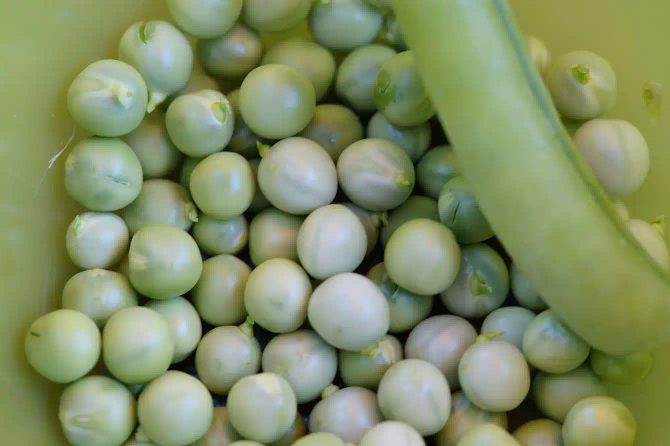 Świeży groszek przez cały rok? To superfood!