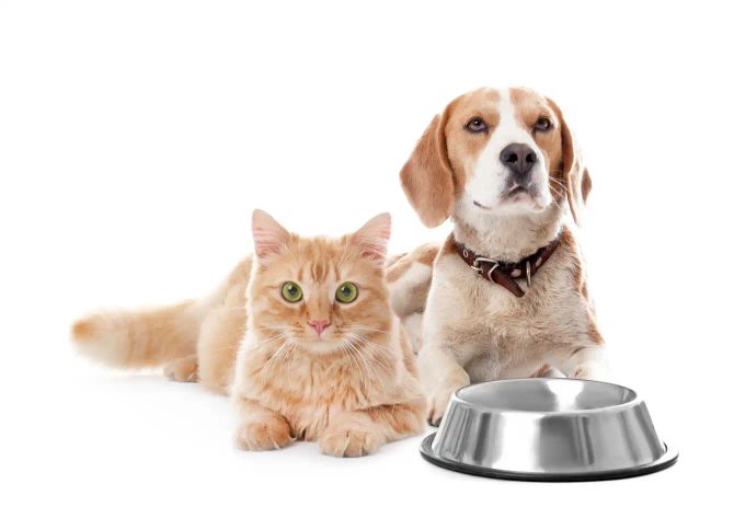 Dlaczego zakup wysokiej jakości karmy dla psów i kotów jest tak ważny?