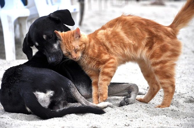 Życie psa z kotem: Przyjaźń i szacunek
