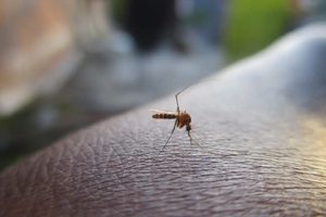 Hogyan védekezzünk a szúnyogok ellen? Terjeszthetnek betegségeket?