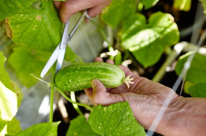 pěstování salátových okurek ve skleníku