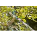 Hák na větve Gardena Combisystem 17401-20 - 3