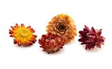 Dried flowers