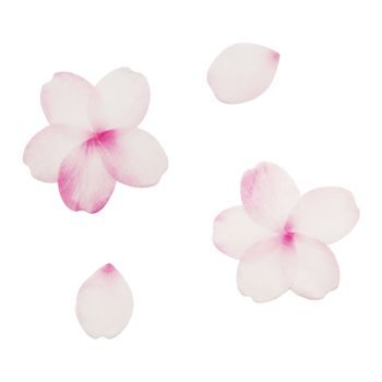 Scrapbookové samolepky květinové plátky růžové