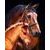 Diamantové malování obraz v lištách koně 35 x 45 cm