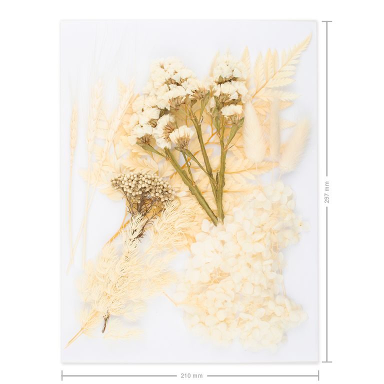 Sušené květiny nelisované bílé A4