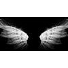 Obraz anjelské krídla v čiernobielom prevedení