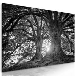 Obraz staré stromy v čiernobielom prevedení