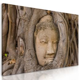 Obraz Budha obrastený stromom