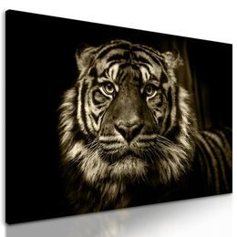 Obraz Bengálsky tiger v sépiovom prevedení