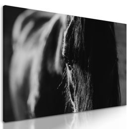 Obraz čiernobiely kôň