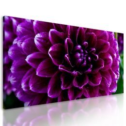 Obraz ohromný purpurový kvet