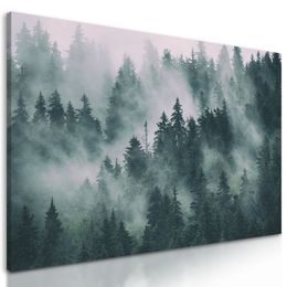 Obraz stromy zahalené do hmly
