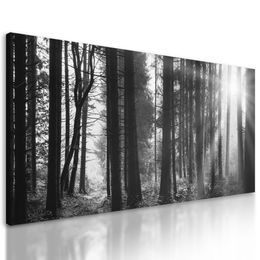 Obraz slnko predierajúce sa medzi korunami stromov v čiernobielom prevedení