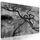 Obraz temné konáre stromu v čiernobielom prevedení