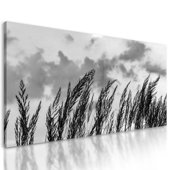 Obraz poľná tráva s nebeským pozadím v čiernobielom prevedení