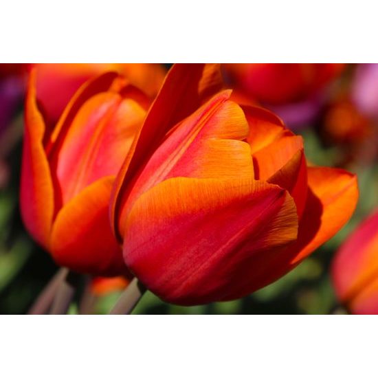 Obraz prekrásne oranžové tulipány