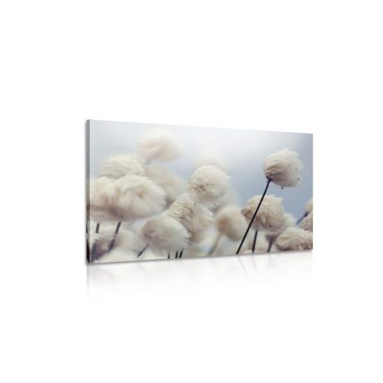Obraz kvety bavlníku vo vetre