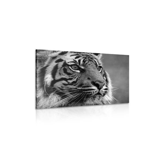 Obraz majestátny tiger v čiernobielom prevedení