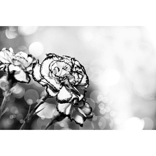 Tapeta romantický kvet karafiátu v čiernobielom prevedení