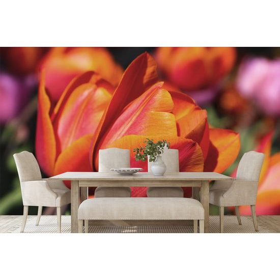 Nádherná tapeta červené tulipány