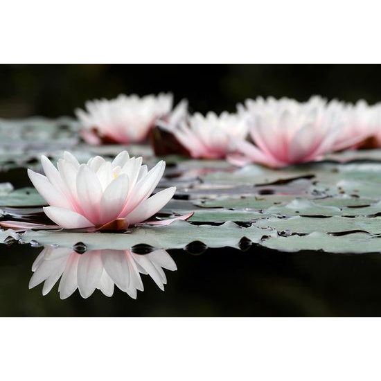Samolepiaca fototapeta okúzľujúci kvet lotosu