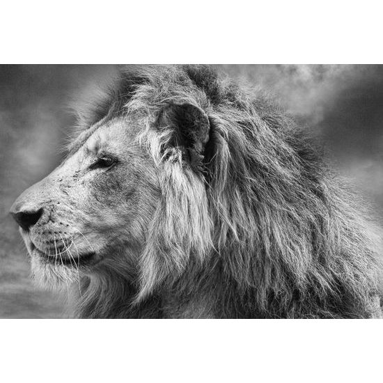 Obraz nádherný lev v čiernobielom prevedení