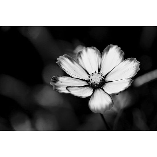Samolepiaca fototapeta osamelý kvet krasuľky v čiernobielom prevedení