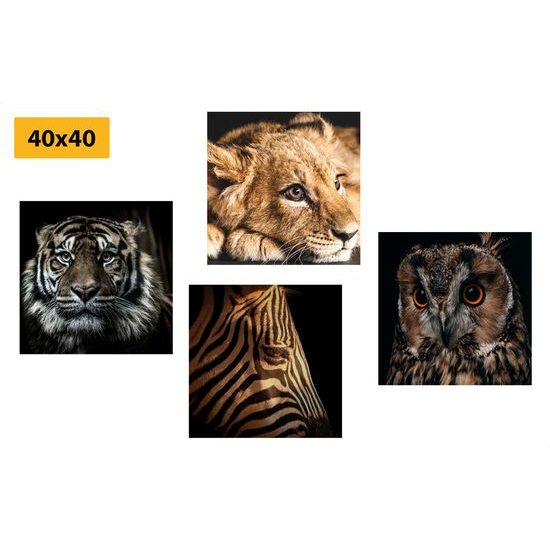 Set obrazov exotické zvieratá