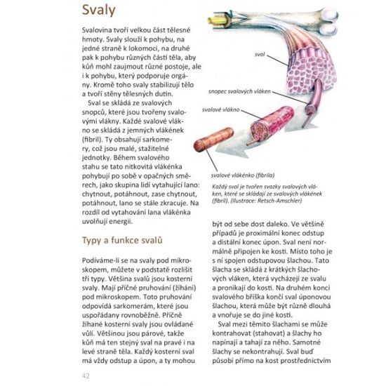 Publ Fritz Základní anatomie koní