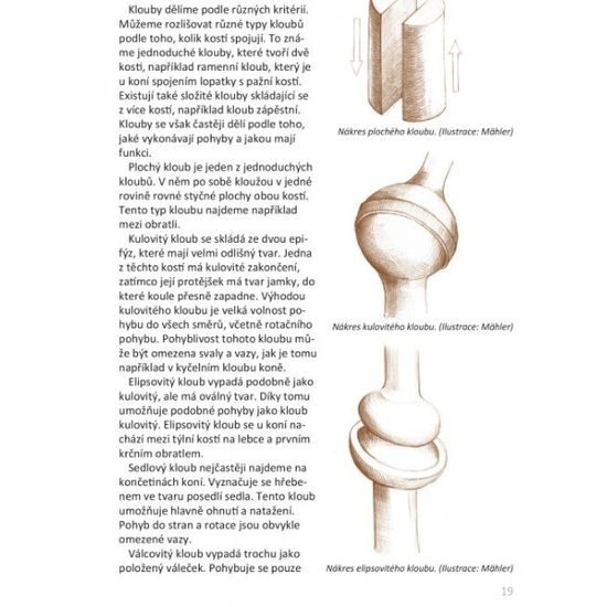 Publ Fritz Základní anatomie koní