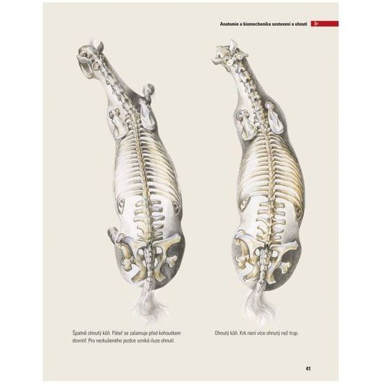 Publikace Heuschmann Anatomie a biomechanika sestavení a ohnutí