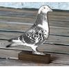 Sierra Classic Pigeon Real Wood Trophy