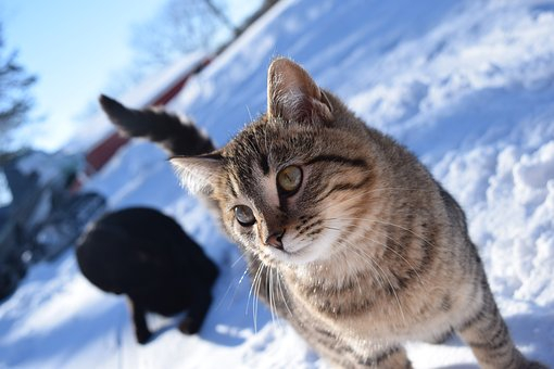 Prechladnutie u mačky: liečba, riziká a správna starostlivosť -  Elektricke-Obojky.sk ®