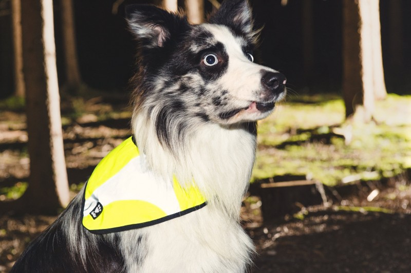 Svietiace obojky a reflexné doplnky pre psov: aké majú bezpečnostné  funkcie? - Reedog.sk ®