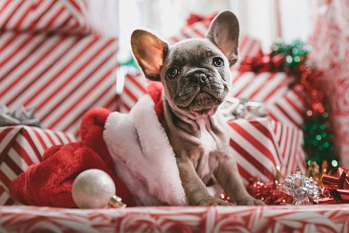 Zvíře není dárek aneb proč k Vánocům nedávat psa - Reedog.cz ®