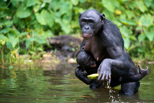 nošení opičích mláďat
