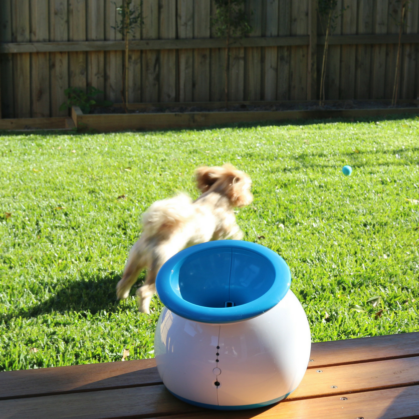 iFetch Lanzador Automático de Pelotas para Perros (iFetch México) 