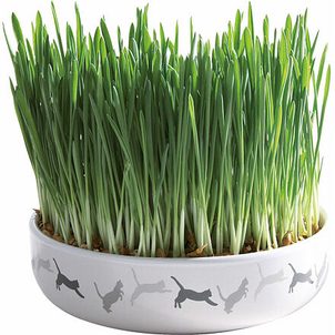 Trixie Keramická miska na trávu pro kočky 15x4cm, 50g travní semeno